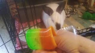 December Binxbox And Me Getting Annoyed With Freddy