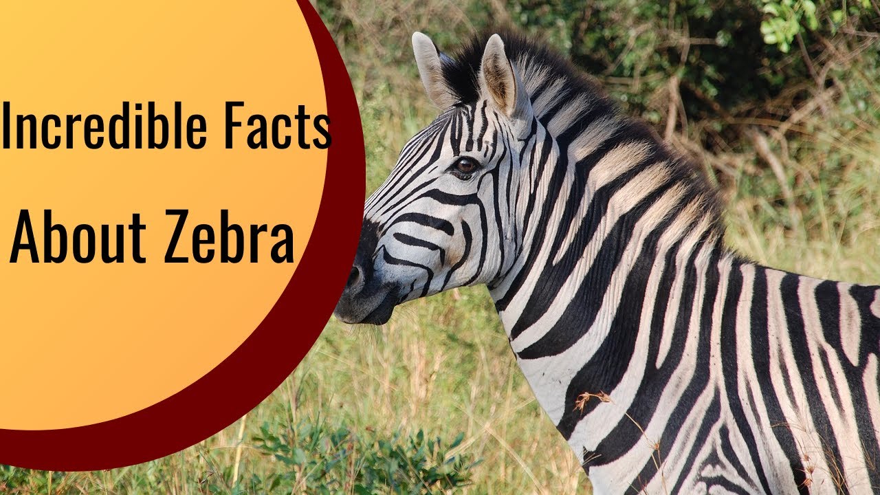 10 Incredible Facts About Zebra, Do You Know YouTube