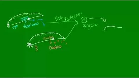 Como os cefalocordados se reproduzem?