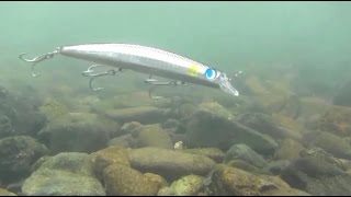 Rowdy130F ロウディー130F 水中撮影 JUMPRIZE シーバスseabass fishing