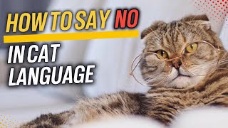 'Stop!' in Cat: Teach Your Kitty Boundaries / Cat Communication / Cat World Academy by Cat World Academy 2,173 views 1 month ago 9 minutes, 51 seconds