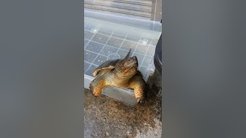 GIZMO... My Common Snapping Turtle Puppy...happy to see me.