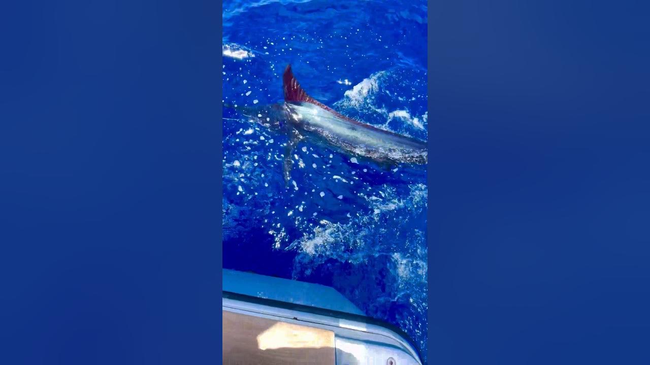 Green Marlin caught and released off Madeira 