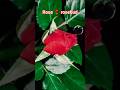 Beautiful Full Rosebud Ai Flowers Video Fifa Arts Shortvideo Shorts Reels Trendingshorts