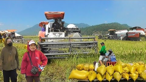 hai máy cắt 105 cắt lúa năm bốn 5 một công 500K giá lúa bán 5700₫K tập # maibangtv 