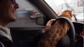 Cat driving a car / Кот за рулем автомобиля