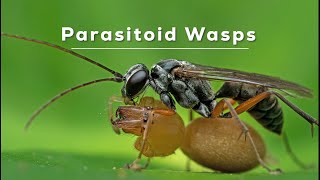 A Twist in the Tale: Parasitoid Wasps