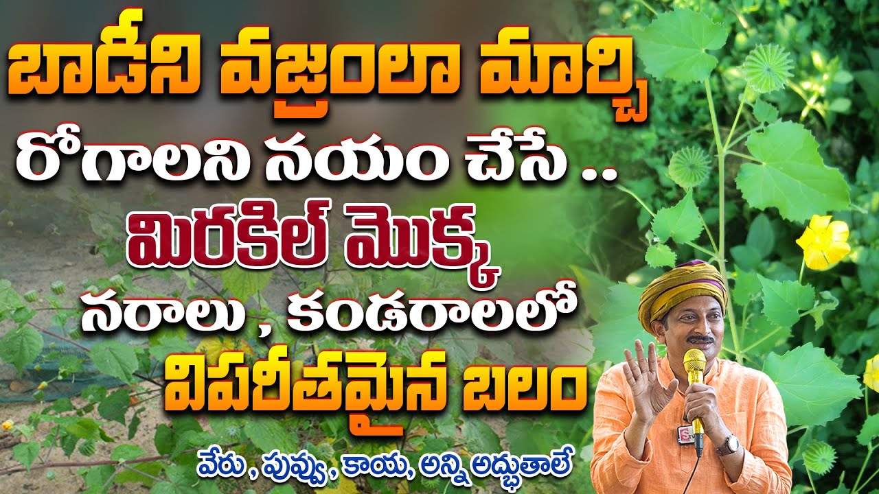 బాడీని వజ్రంలా మార్చిరోగాలని నయం చేసే ..మిరకిల్ మొక్క నరాలు , కండరాలలో విపరీతమైన బలం | Dr. Ravivarma