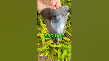 I Found A Megalodon Shark Tooth While Fossil Hunting!