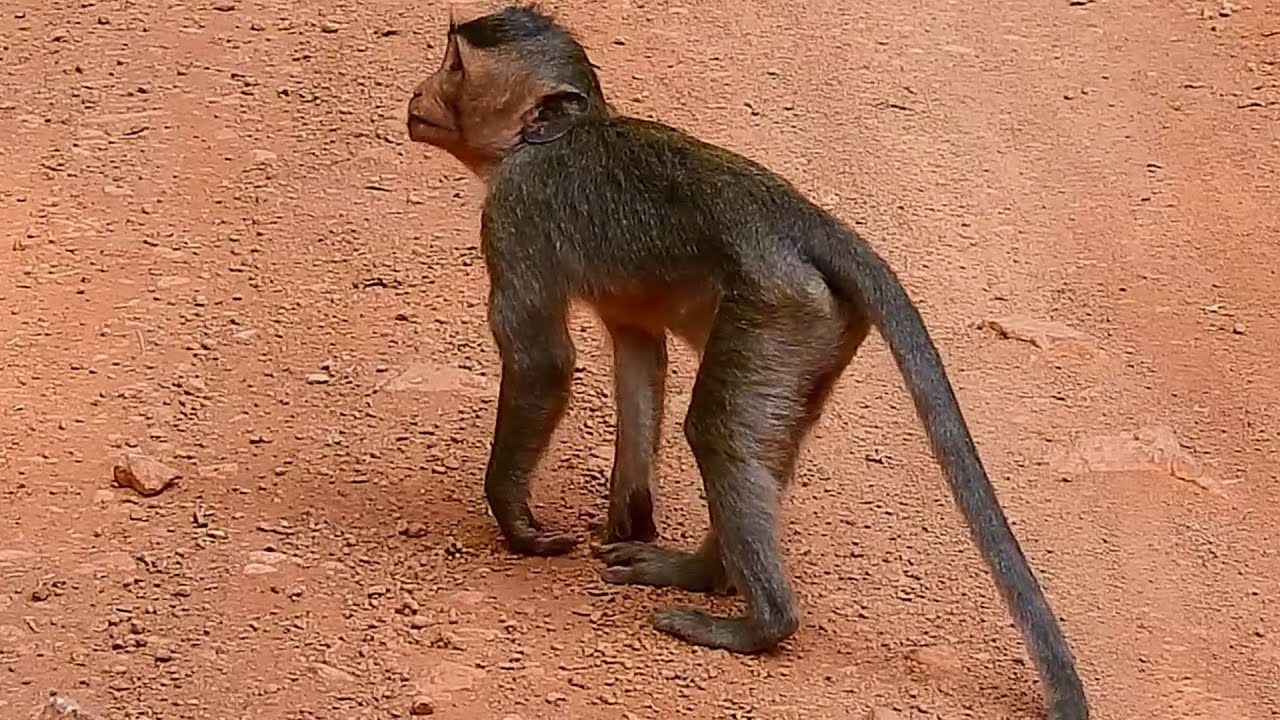 Very Pity ! Baby Dax Monkey was broken Arm. - YouTube