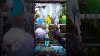 This Amazon bird toy is SO COOL#birds#parrot #birdslover #budgis #lovebirds #budgiegar #cute #health