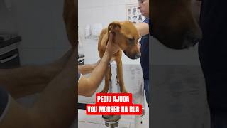 CASINHAS COMUNITÁRIAS: alimentei e pediu ajuda RESGATADA #rui #ajuda