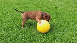 86ème vidéo Les parents des chiots Staffordshire Bull Terrier de la 55ème Portée de STAFFORDLAND