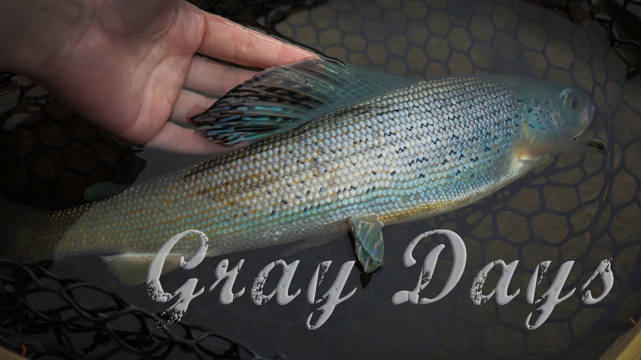 Fly Fishing for Arctic GRAYLING Gray Days YouTube