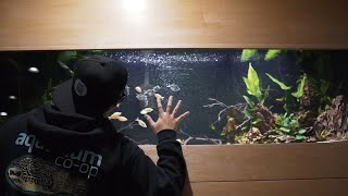 EASTER SURPRISE! UPDATE ON ALL MY AQUARIUMS!! @Jimmygimbal