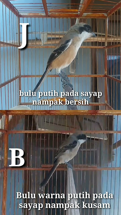 CIRI CIRI CENDET JANTAN DAN BETINA | CENDET TROTOL SATU SARANG BELAJAR BUNYI #cendetmaniaindonesia
