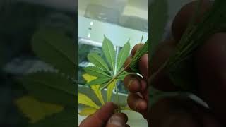 Marijuana Garden Example  Inspecting the leaves  Kv Grow Boss
