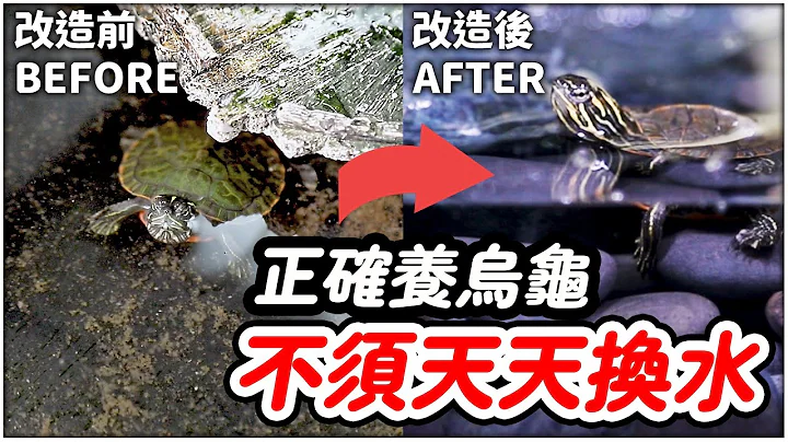 想要养好乌龟🐢 你需要知道三件事！！ How to keep a Turtle Tank Clean - 天天要闻