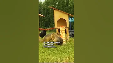 Где находится столица сусликов?