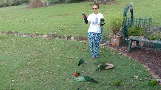 King Parrots and Wallabies by Minda2022 31 views 1 year ago 2 minutes, 4 seconds