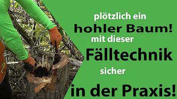 Wann fängt Holz an zu faulen?