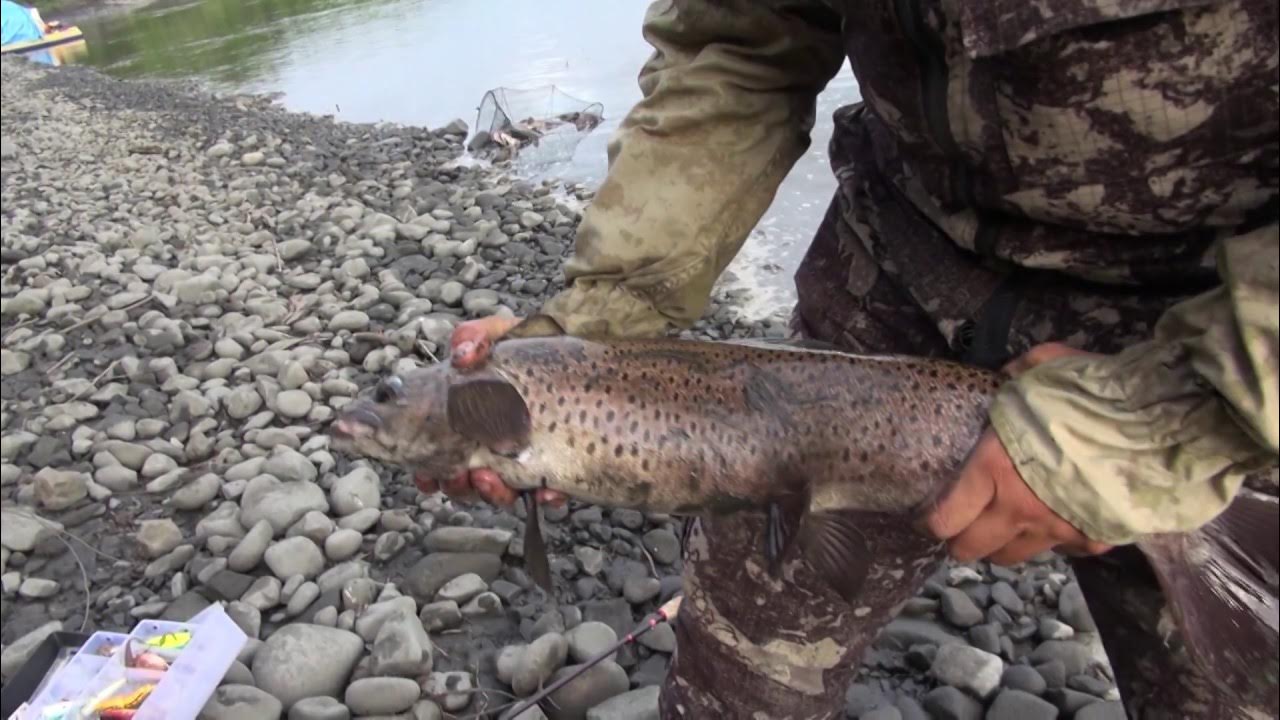 Рыба реки Тулокса. Сплав и рыбалка в Якутии. Охота и рыбалка в Якутии видео. Жиганский район Якутия рыбалка.