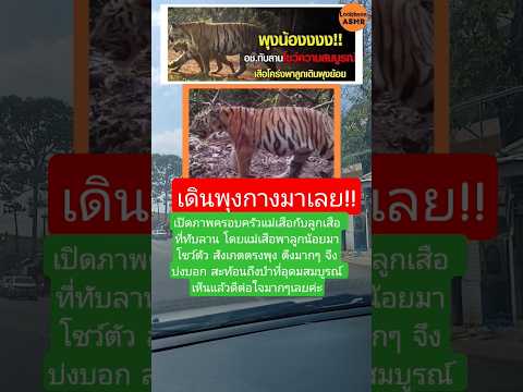 แม่เสือพาลูกน้อยโชว์พุง #สัตว์โลกน่ารัก  #เสือโคร่ง #tiger #news