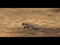 Female Leopard Stalking Warthog seen at S130 Gomondwane Loop Kruger National Park 30 June 2020