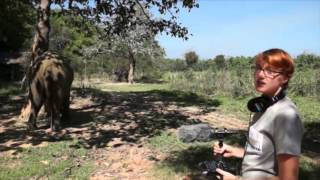 Research Diaries: What Does The Elephant Say?