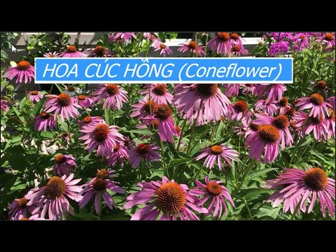 Video: Coneflower Care - Trồng và Trồng Hoa Cúc Tím