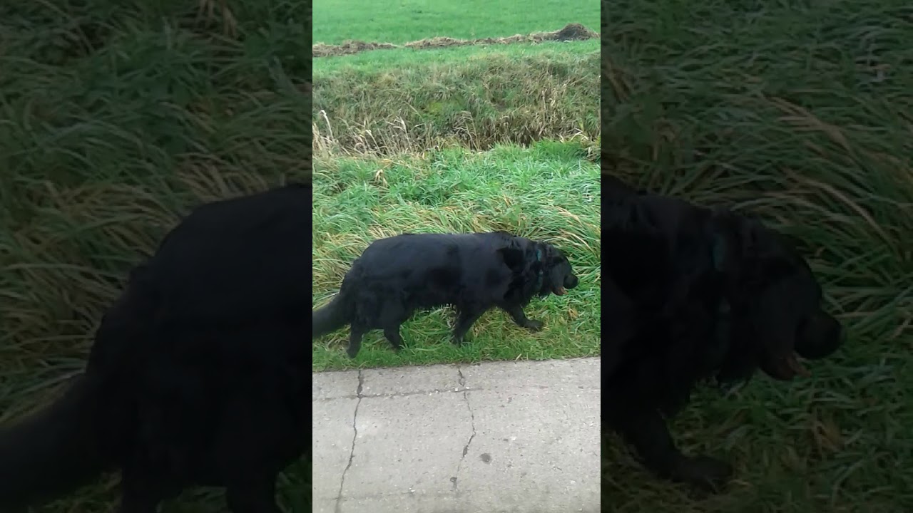 Mit dem Hund unterwegs YouTube