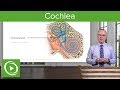 Cochlea – Anatomy of the Auditory System and Vestibular System | Lecturio