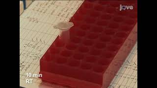 Restarting a replication fork directly that has been stalled by an RNA polymerase