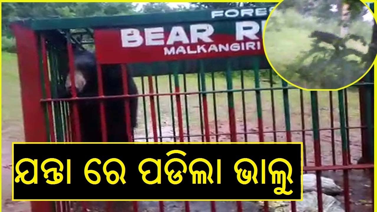 Bear Fell Into The Trap Of Forest Dept In Malkangiri ||