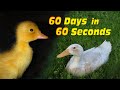 Duckling to Duck in 60 Seconds