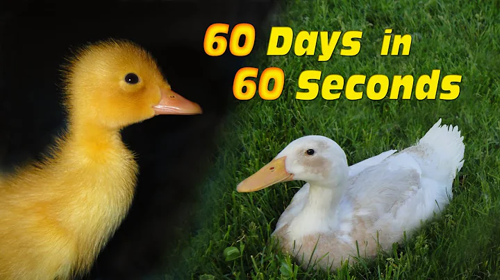 Duckling to Duck in 60 Seconds - DayDayNews