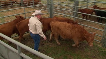 Setting Up Your Cattle Handling Facility