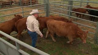 Setting Up Your Cattle Handling Facility