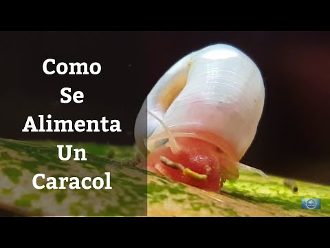 Video: ¿Se puede comer gasterópodo?