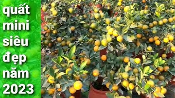 quất mini đẹp 2023,quất cảnh tết đẹp 2023