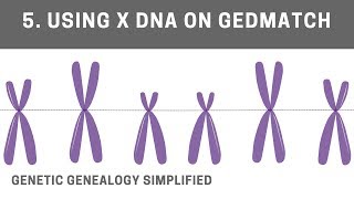 Using X DNA on GEDmatch