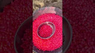 Aaja Apne Kito Mein Bhee Laga Gaya #craft #agriculture #flowercontainer #minigarden #familygardens