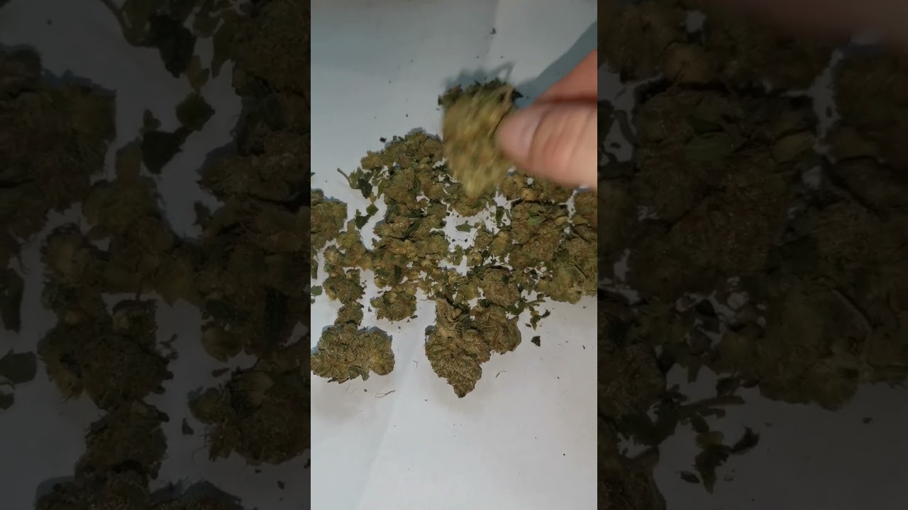 UPSTATE Polaris Mimosa Orange Punch Flower Review