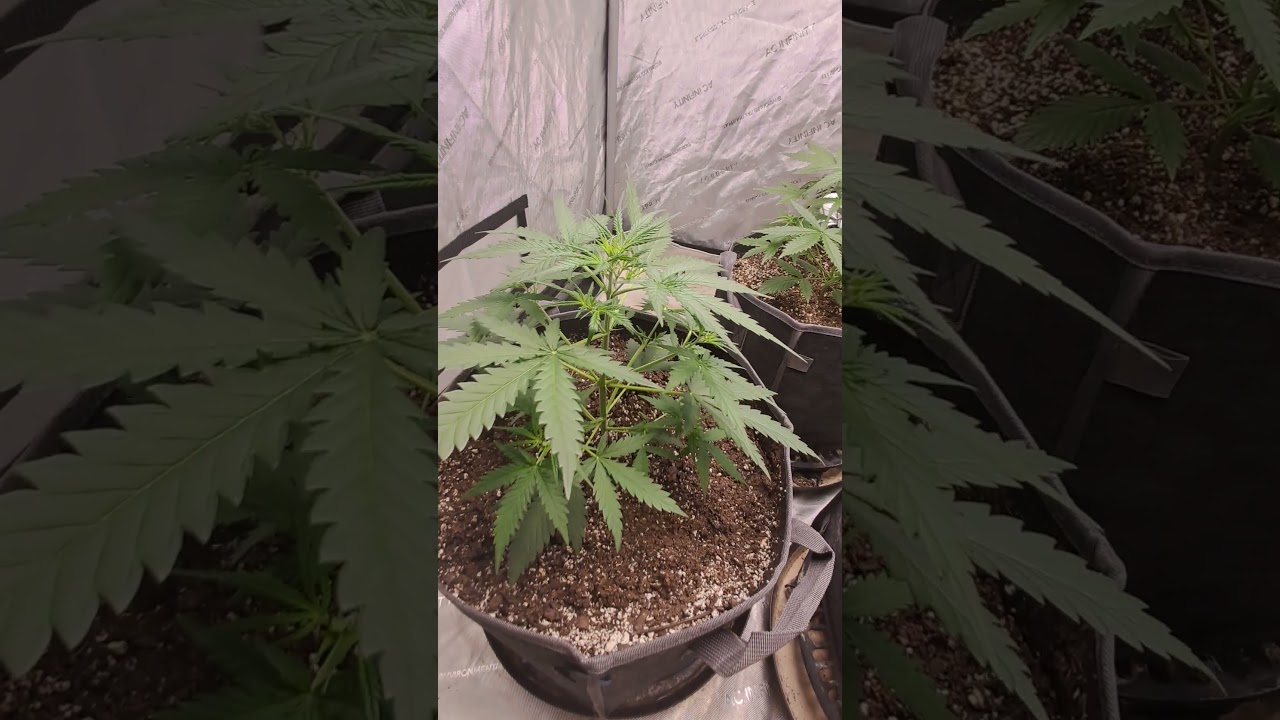 BLUEBERRY UPDATE GOING INTO FLOWER AFTER 4 WEEKS!