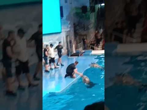 Dubai dolphin pahla show pure Vishva mein dikhayenge dekhte rahana dolphin 🐬🐋