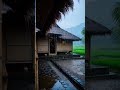 Gentle Village Rain 🌧️ #calmmind