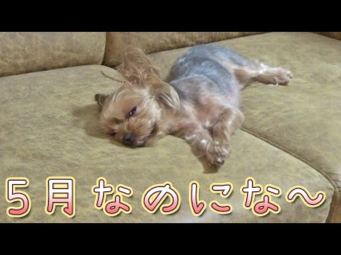 【ヨークシャテリア】急な暑さにビックリなヨークシャテリア【Yorkshire Terrier】