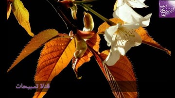 تلاوة خاشعة رقق قلبك بها ،صوت جميل القارئ عبد الرحمن بن سالم من سورة الانعام.