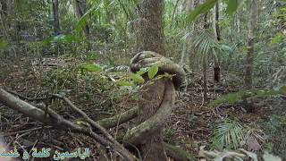 Mary Cairncross Scenic Reserve Rainforest...حبيتك وسع الغابات...غابة مطيرة ساحرة...بريزبن، استراليا