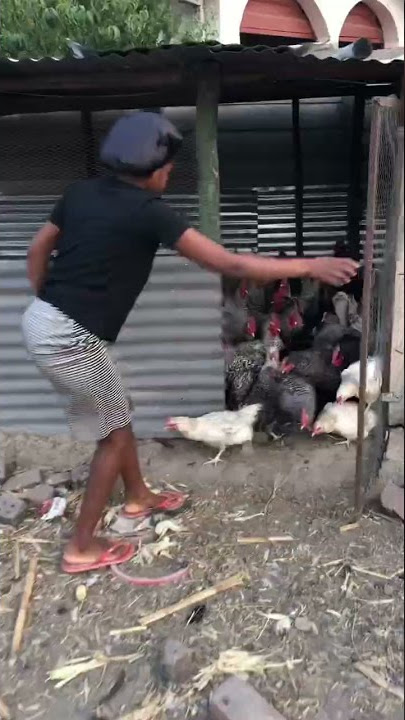 Free range chickens:backyard farming#Zimbabwe